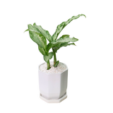 Dieffenbachia Americano (Dumbcane) in Ceramic Pot