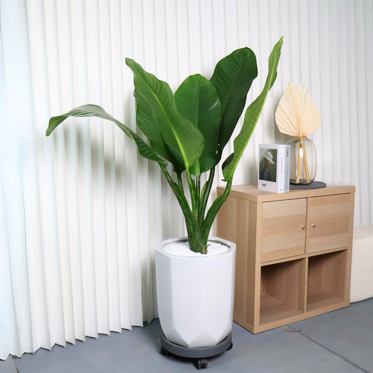 dieffenbachia big ben care Dieffenbachia Big Ben - Plant Arrangement