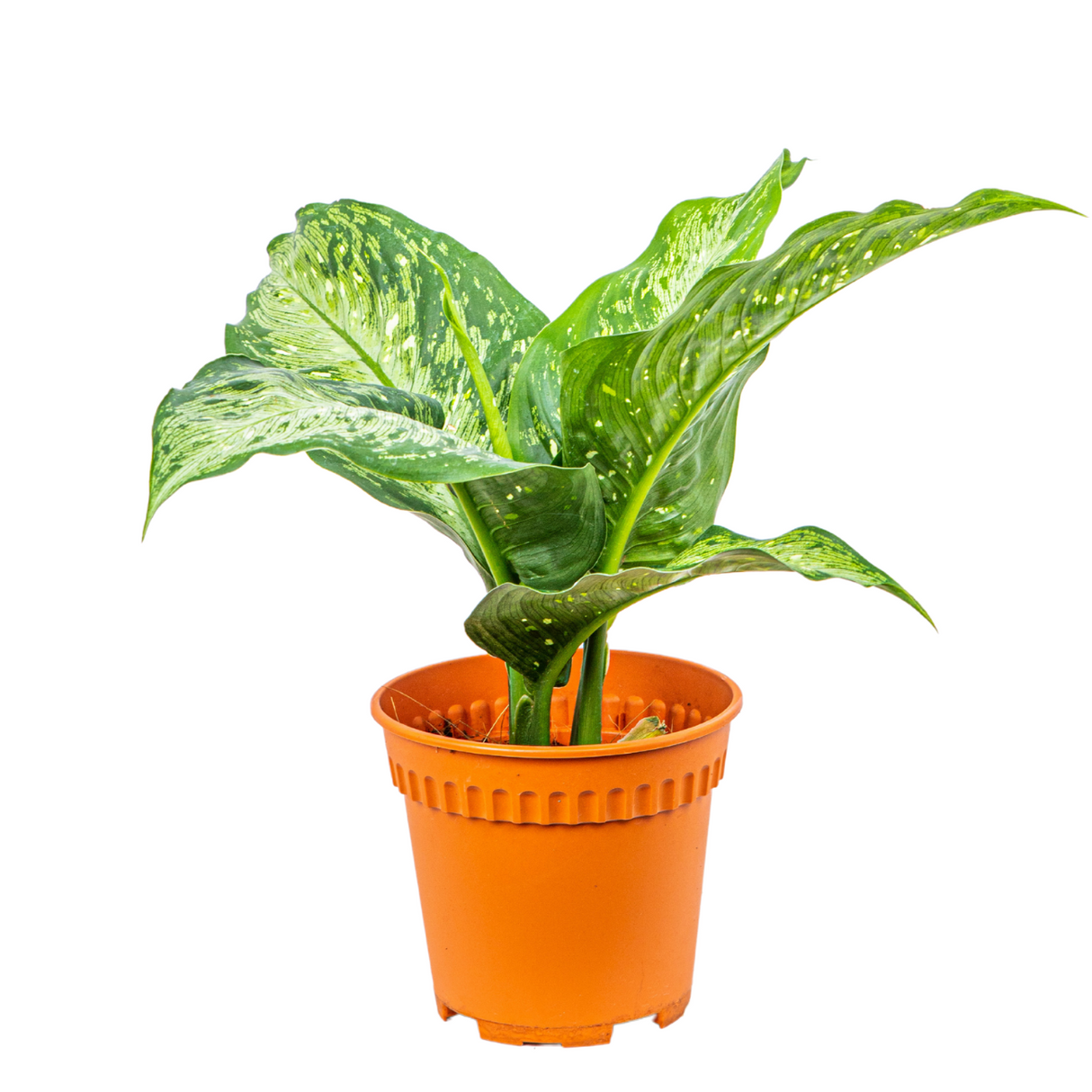 Dieffenbachia Green 15cm Pot