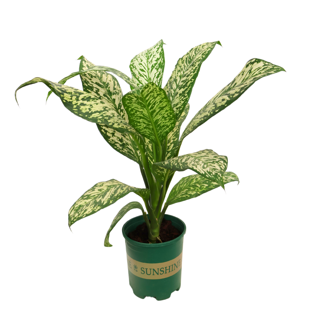 Dieffenbachia Maculata White Etna