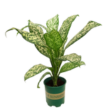 Dieffenbachia Maculata White Etna