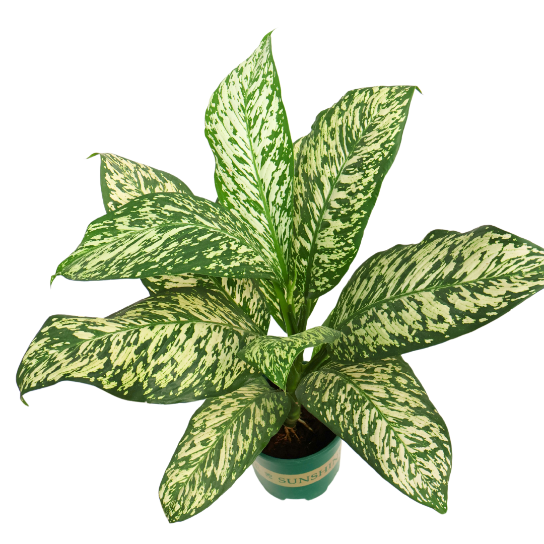 Dieffenbachia Maculata White Etna