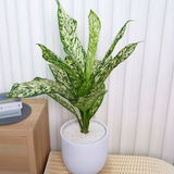 Dieffenbachia White Etna in Ceramic Pot