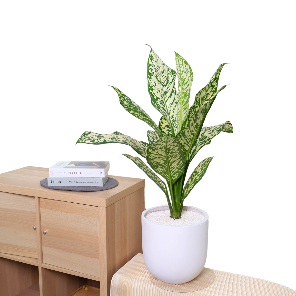 Dieffenbachia White Etna in Ceramic Pot