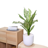 Dieffenbachia White Etna in Ceramic Pot