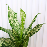 Dieffenbachia White Etna in Ceramic Pot