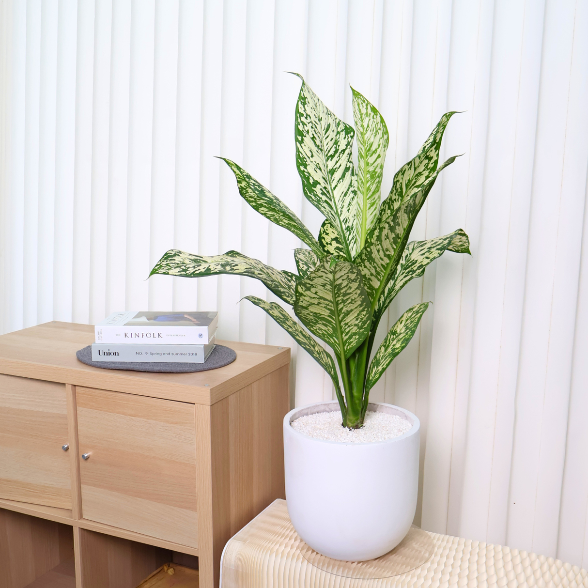 Dieffenbachia White Etna in Ceramic Pot