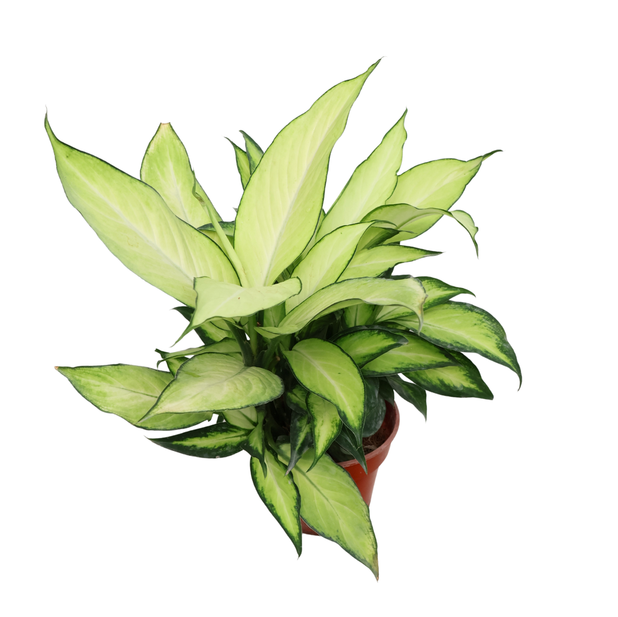 Dieffenbachia Seguine