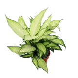 Dieffenbachia Seguine