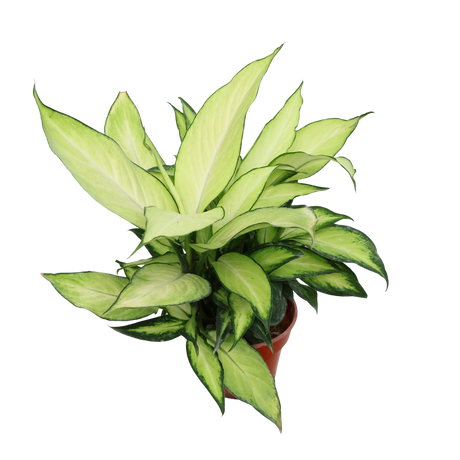 Dieffenbachia Seguine