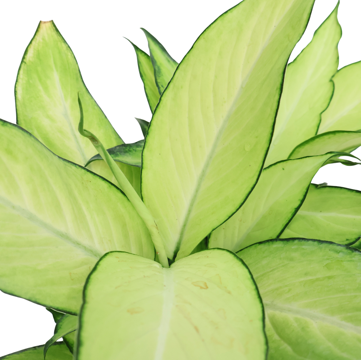 Dieffenbachia Seguine