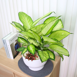 Dieffenbachia Tropic Marianne in Ceramic Pot