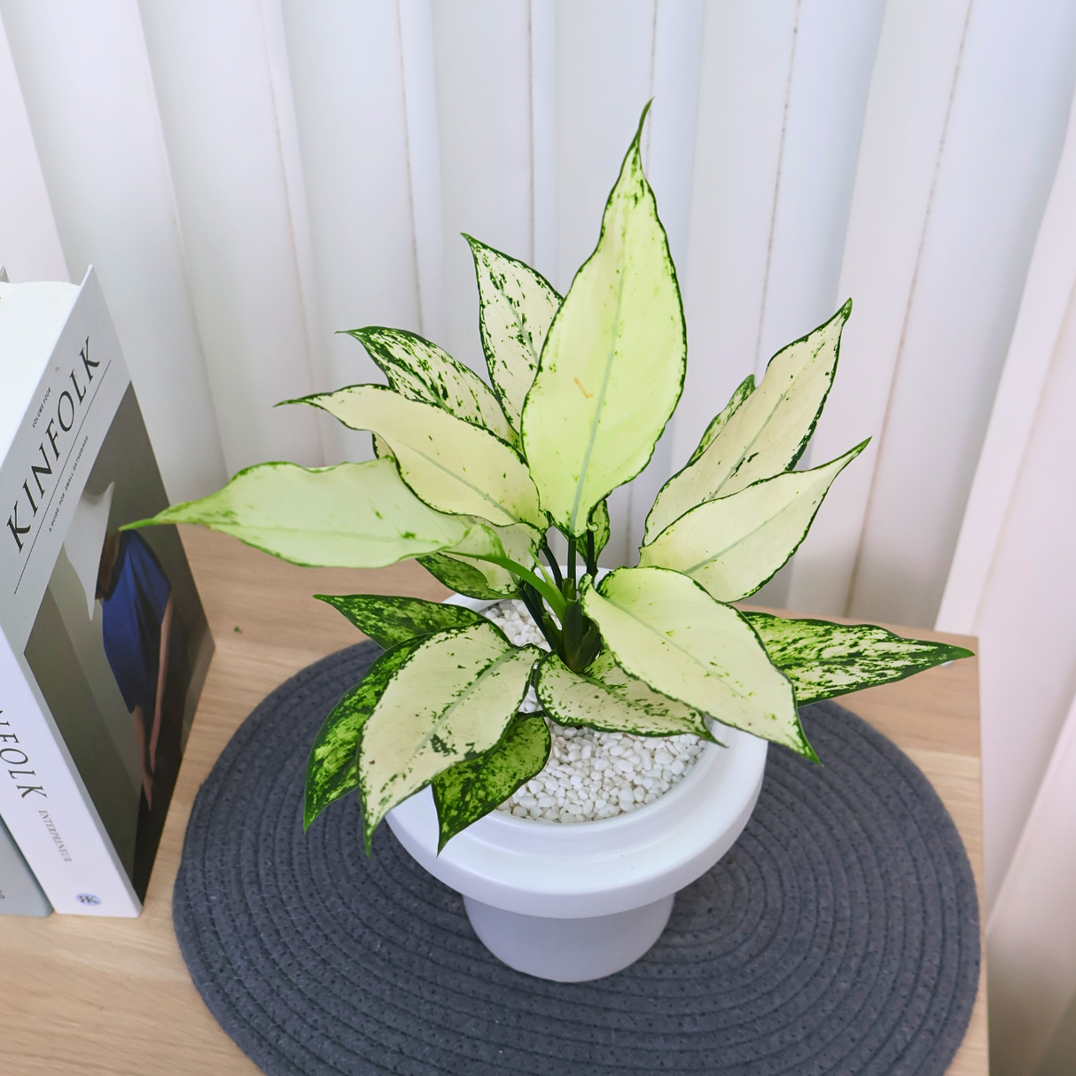 Aglaonema Udomsap in Ceramic Pot