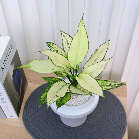 Aglaonema Udomsap in Ceramic Pot