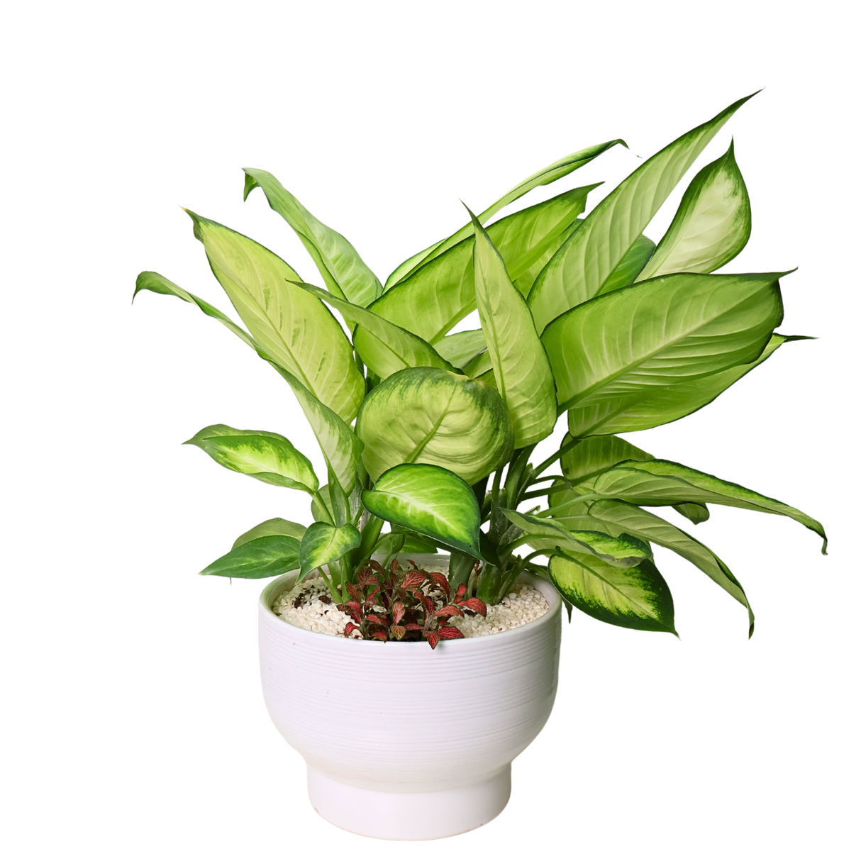 Dieffenbachia Tropic Marianne in Ceramic Pot