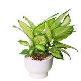 Dieffenbachia Tropic Marianne in Ceramic Pot