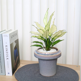 Dieffenbachia in Ceramic Pot