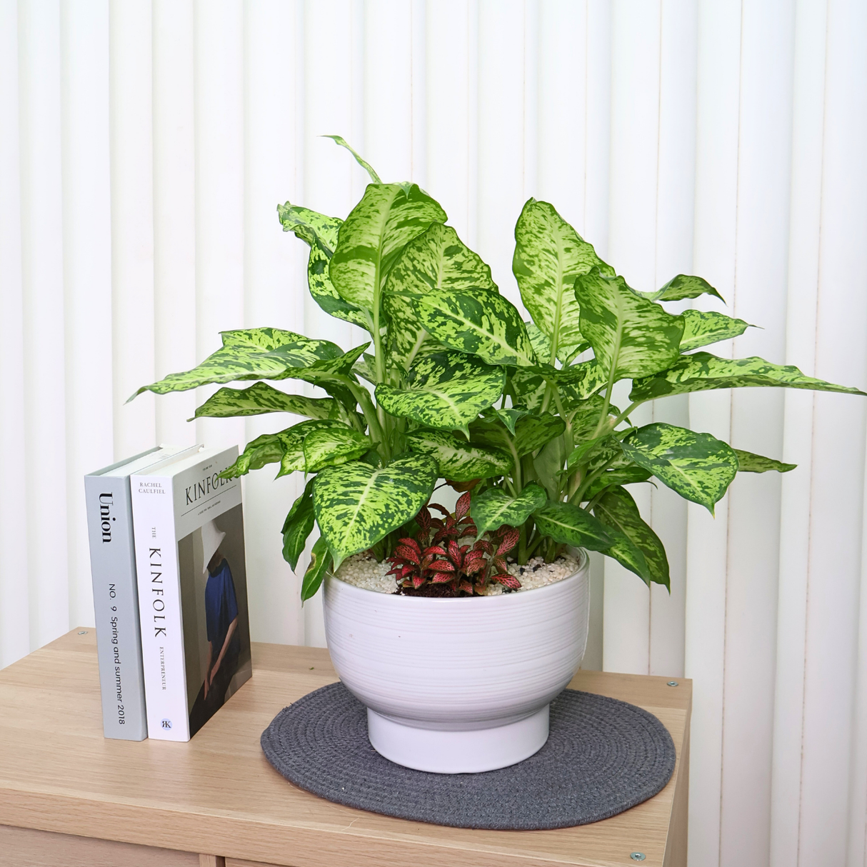 Dieffenbachia Compacta in Ceramic Pot