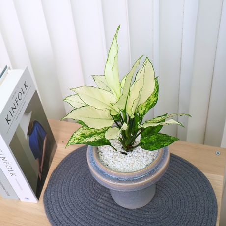 Dieffenbachia in Ceramic Pot