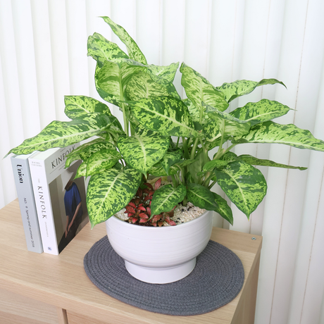 Dieffenbachia Compacta in Ceramic Pot