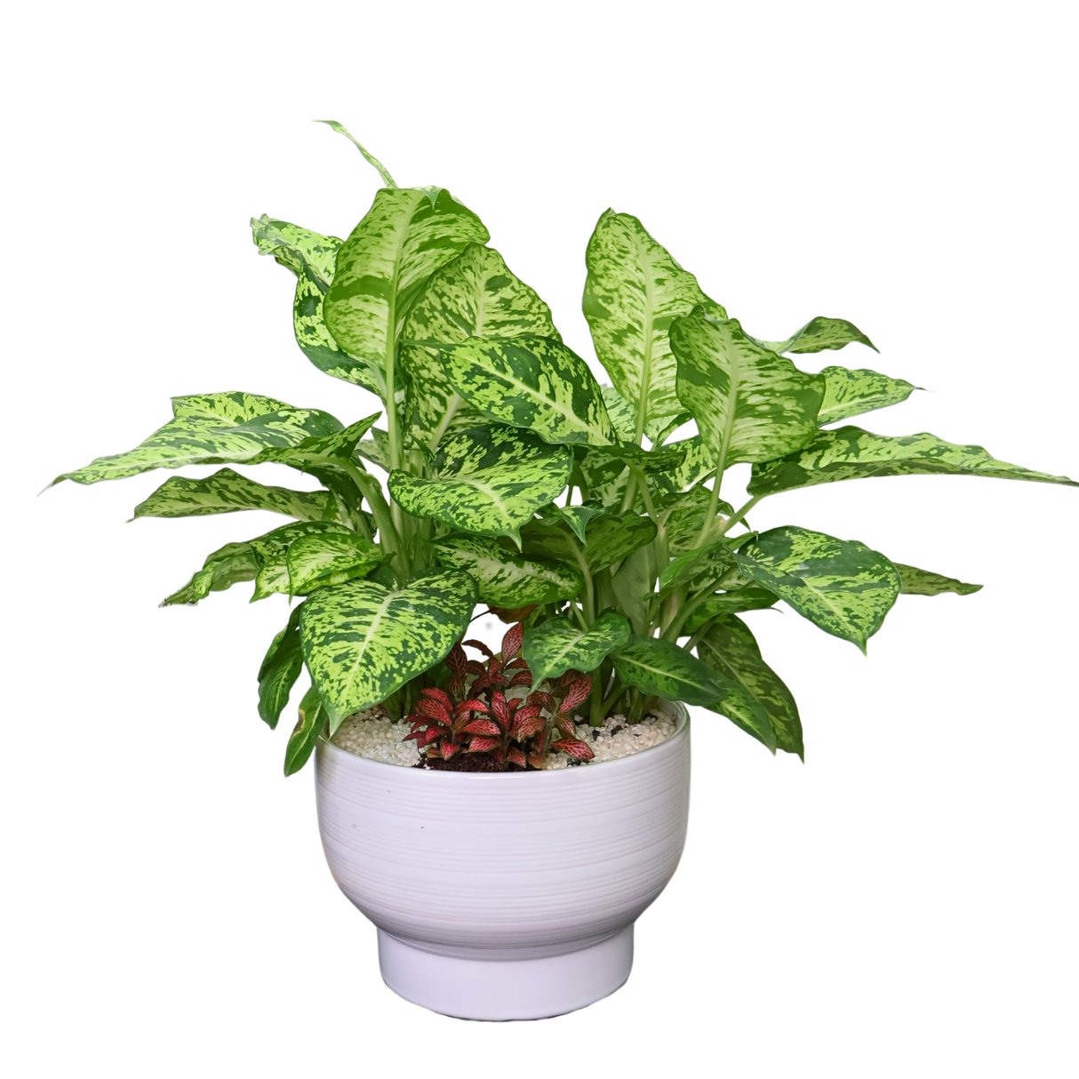 Dieffenbachia Compacta in Ceramic Pot