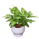 Dieffenbachia Compacta in Ceramic Pot