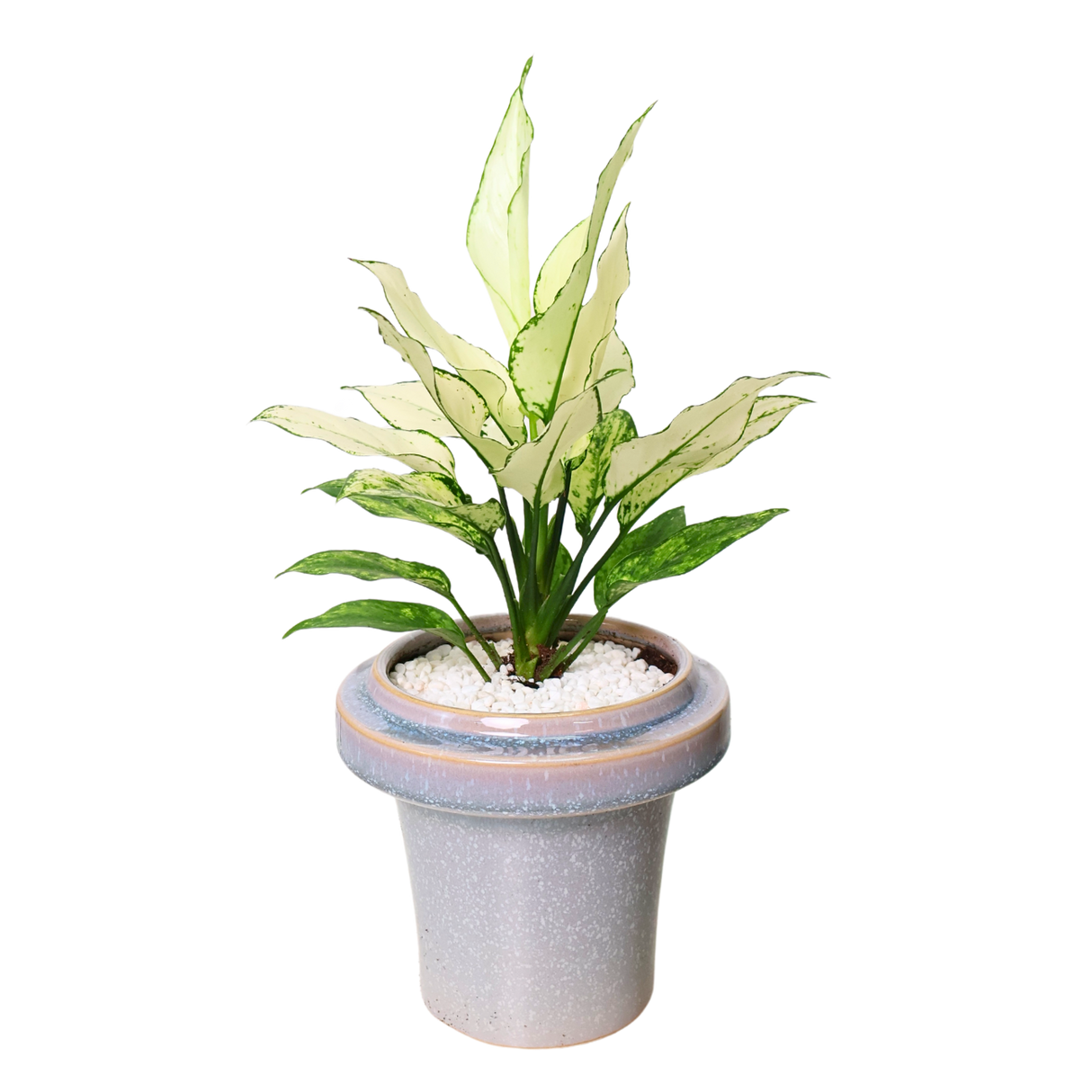 Dieffenbachia in Ceramic Pot