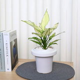 Aglaonema Udomsap in Ceramic Pot