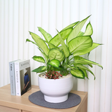 Dieffenbachia Tropic Marianne in Ceramic Pot