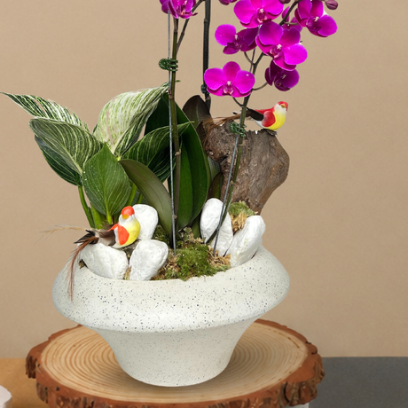 Dove's Delight (1 Single Stem, 1 Double Stem) - Orchid Phalaenopsis