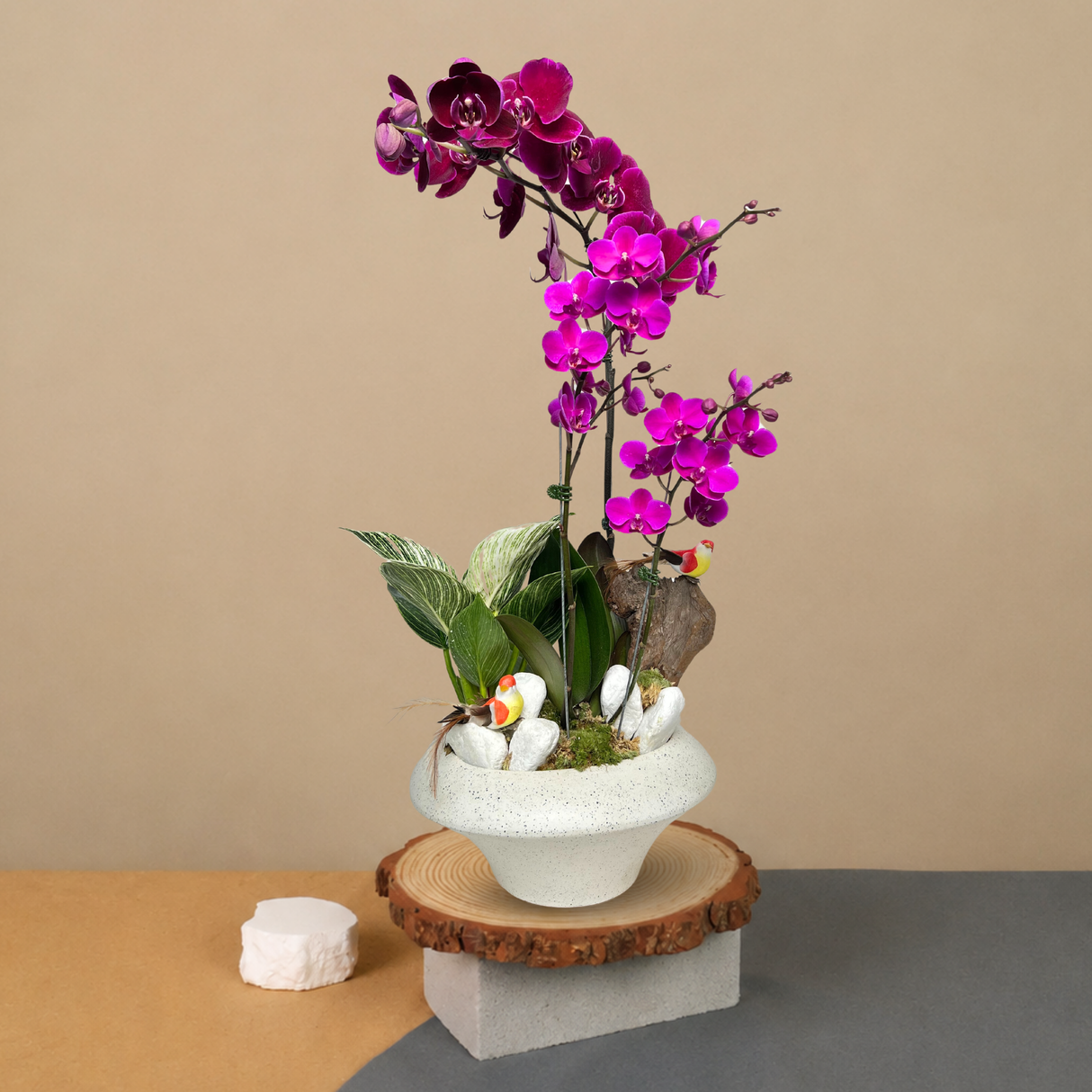 Dove's Delight (1 Single Stem, 1 Double Stem) - Orchid Phalaenopsis