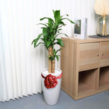 Dracaena Fragrans (Iron Tree) in Ceramic Pot