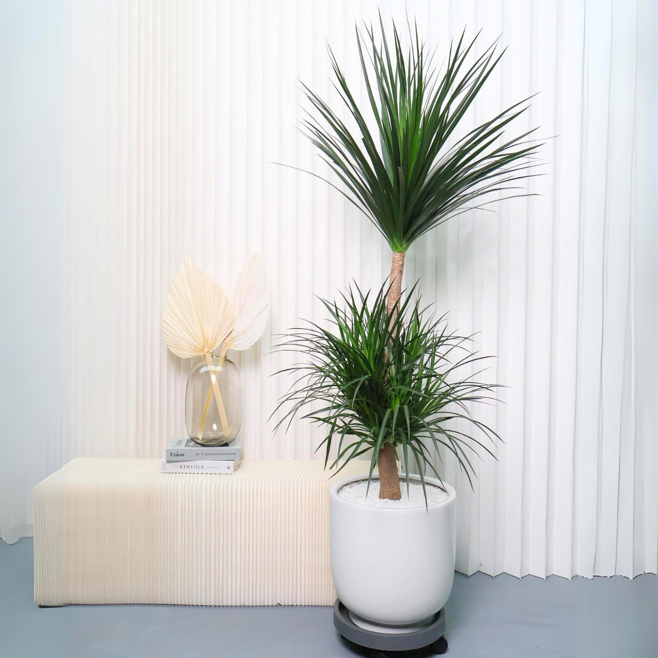 dracaena draco indoor plant Dracaena Draco (Dragon Tree) in Ceramic Pot (1.7m)