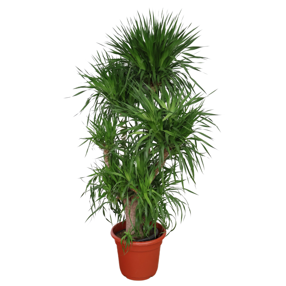 Dracaena Draco in Ceramic pot