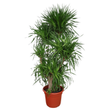 Dracaena Draco (Dragon Tree)