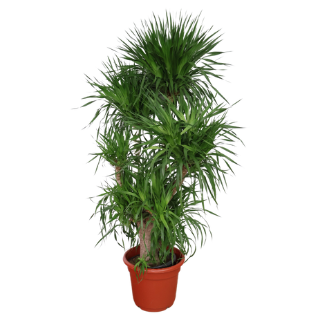 Dracaena Draco (Dragon Tree)