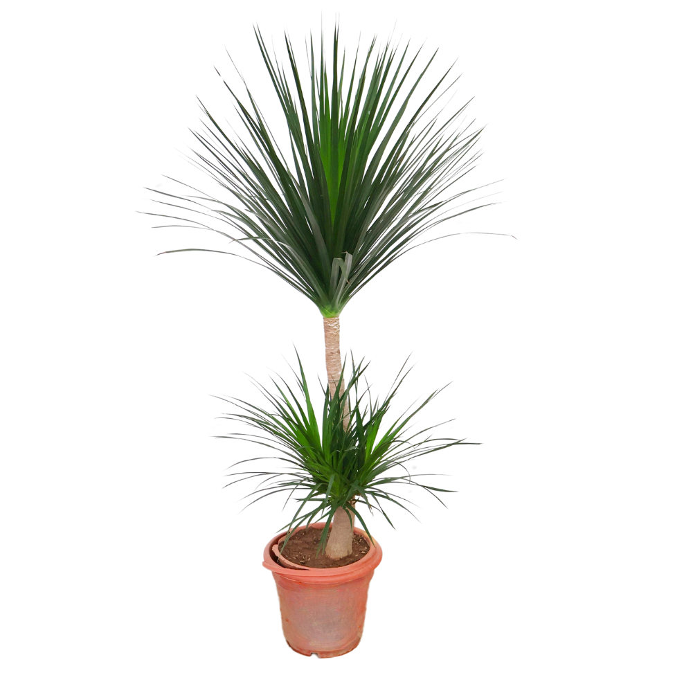 Dracaena Draco (Dragon Tree)