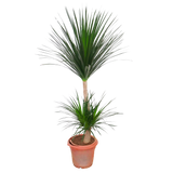 Dracaena Draco (Dragon Tree)