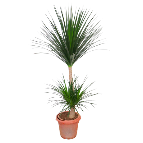 Dracaena Draco (Dragon Tree)