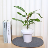 Dracaena Goldieana (Zebra Striped Dragon Tree) in Ceramic Pot