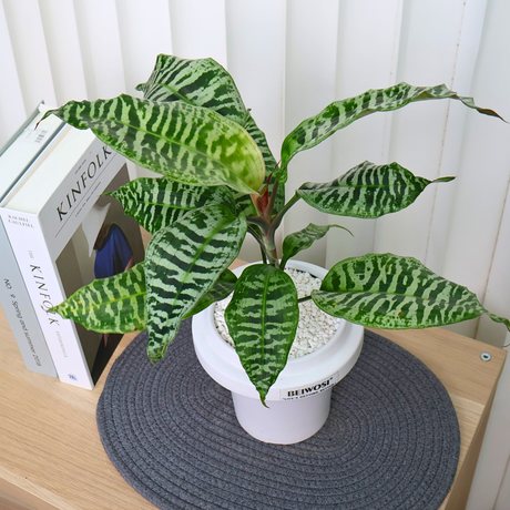 Dracaena Goldieana (Zebra Striped Dragon Tree) in Ceramic Pot