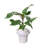 Dracaena Goldieana (Zebra Striped Dragon Tree) in Ceramic Pot