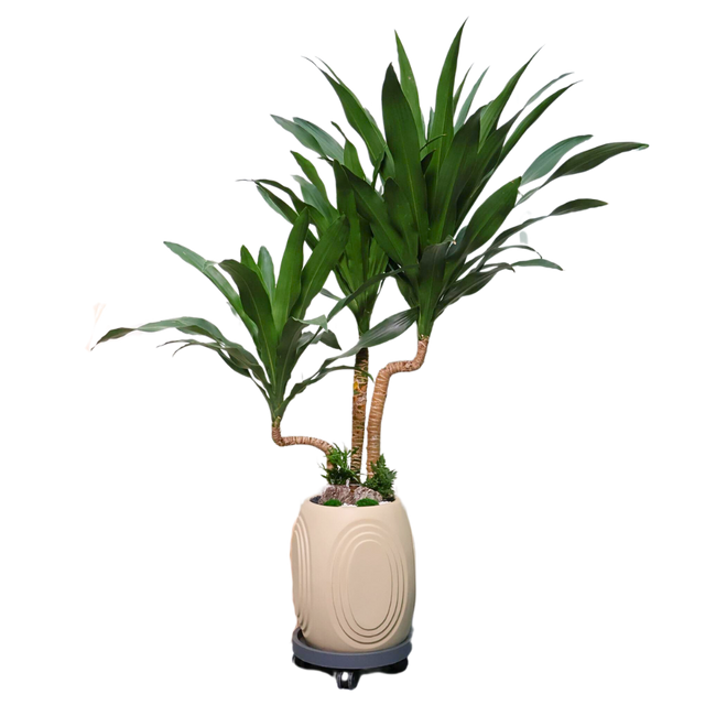 dracaena marginata feng shui Dracaena Marginata (Dragon Tree)|JM Flower