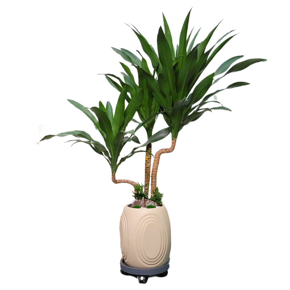 dracaena marginata feng shui Dracaena Marginata (Dragon Tree)|JM Flower