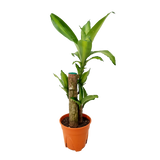 Dracaena Fragrans (Iron Tree)