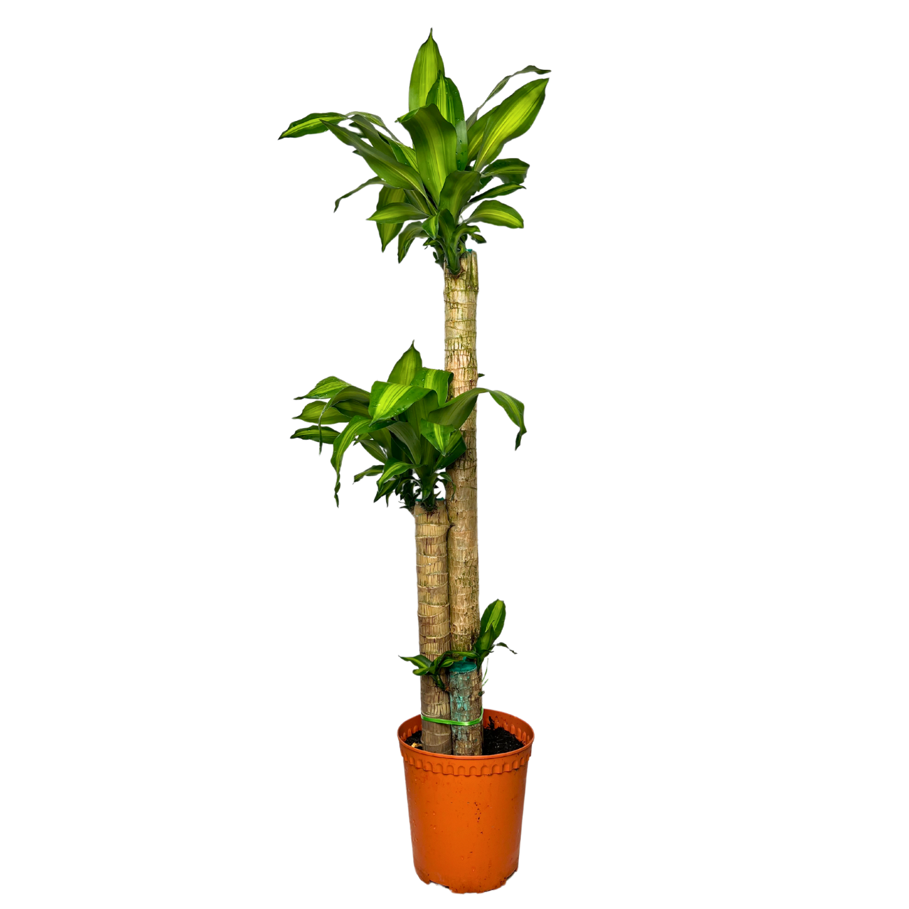 dracaena spp Dracaena Iron Tree