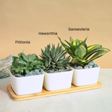Mini Garden - Set of 1