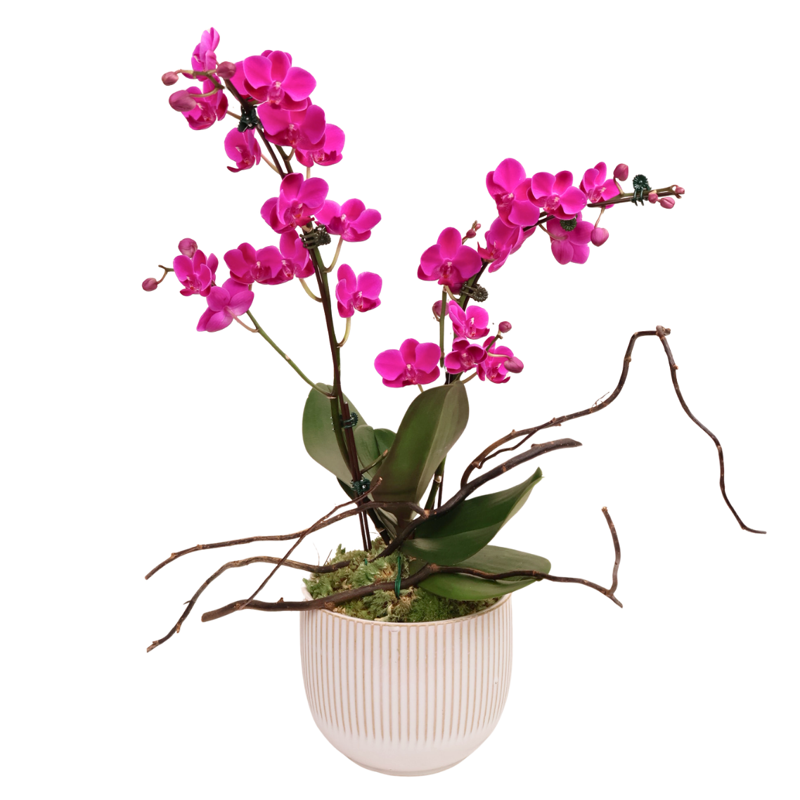 Eden Bloom (1 Double Stalk) - Orchid Phalaenopsis