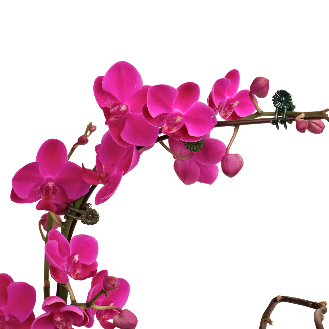 Eden Bloom (1 Double Stalk) - Orchid Phalaenopsis