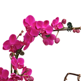Eden Bloom (1 Double Stalk) - Orchid Phalaenopsis